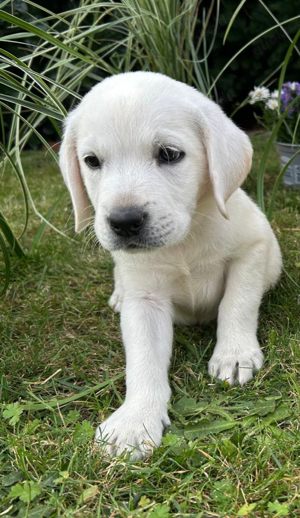 Nur noch 1 wunderschöner schneeweisser Labrador Welpe (Arbeitslinie)  