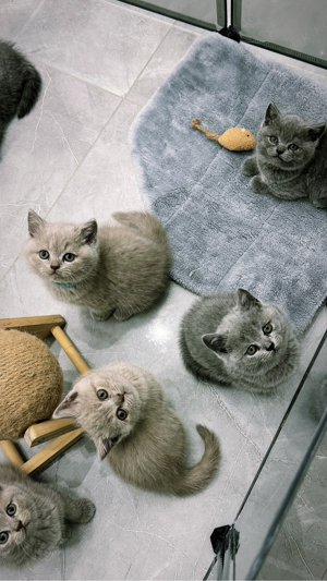    Wunderschöne Bkh Babykatze Britischer Katze   