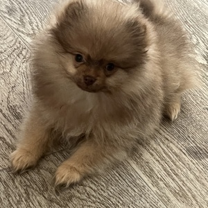 Pomerania boo Teddy Typ 