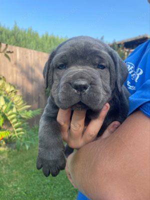 Cane Corso Blau Welpen 