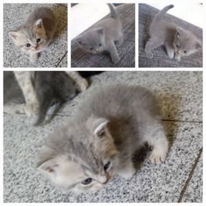 2 super verschmuste bkh mâdchen blau und blau tabby auchen ab end Oktober neue Eltern 