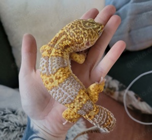 Wunderschöne traumhafte super giant Leopardgecko Weibchen 2023 abzugeben