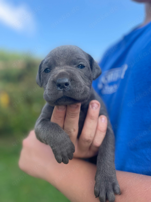 cane Corso Welpen