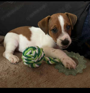 Jack Russell Welpen suchen liebevolles Zuhause:)