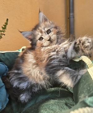 Maine Coon Kitten