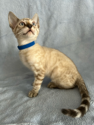 Bengal Kitten Snow   Brown