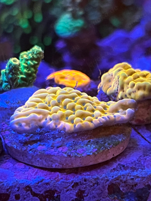 Montipora Beach Bum großer Ableger Korallen Meerwasser SPS