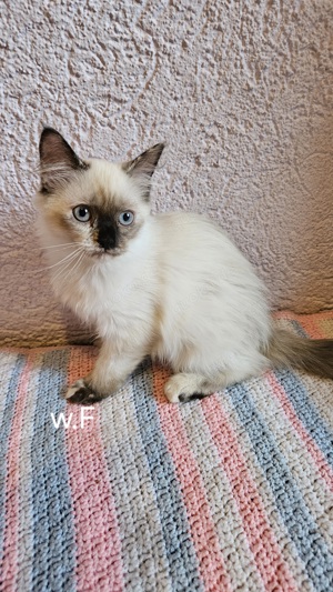 Ragdoll x Heilige Birma mix Kitten