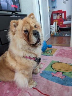 chow chow Hündin 