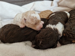 Super geprägte Aussiedordoodle Welpen f1b mini   medium, wie Labradoodle Aussiedoodle 