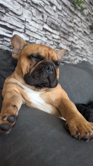 Französische Bulldogge 