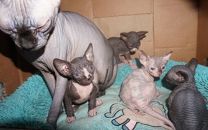 Reinrassiege Cannadische Sphynx Kitten mit Stammbaum 