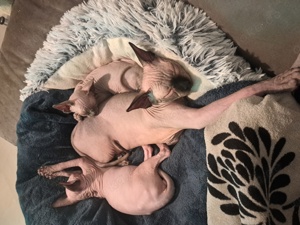 Sphynx kitten 