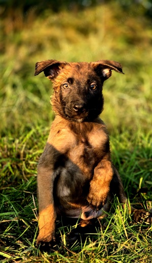 Noch 3 aufgeschlossene Malinois Welpen suchen ein Zuhause