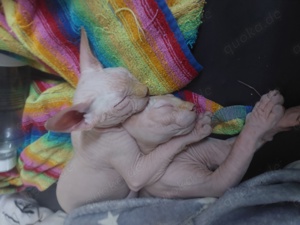 Canadian Sphynx Kitten