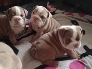 Qualität britische Bulldoggen