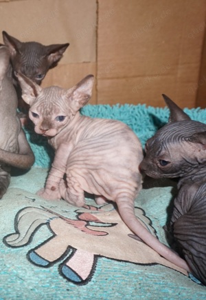 Reinrassiege Cannadische Sphynx Kitten mit Stammbaum 