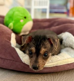 hairy hairless (chinese crested) & xolo (mini) welpe