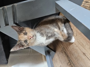 Maine Coon Mix Kitten