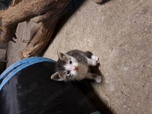 niedlicher Kater zahm und kinderlieb 