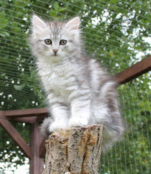 Reinrassige Sibirische Katzenkitten mit Stammbaum