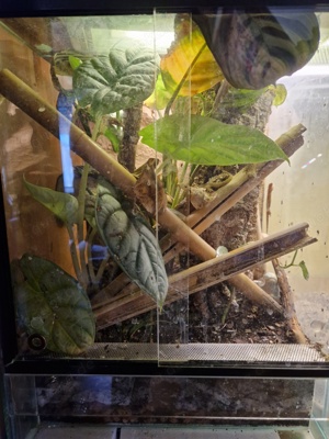 Jungferngeckos mit Terrarium