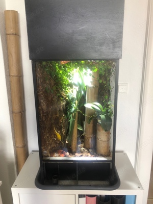 Terrarium komplett, Phelsuma Klemmeri, Dendrobates Aurates