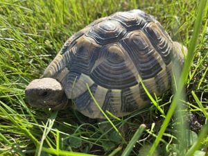 Schildi - Griechische Landschildkröte - 5 Jahre alt in gute Hände abzugeben