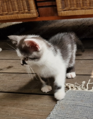 BKH Kitten, Kätzchen, reinrassig, bald abgabebereit