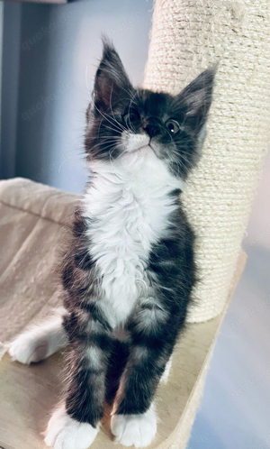 * Liebe Hübsche Coonie * Maine Coon Kitten Katze schöne Pinsel mit Stammbaum