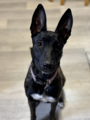 Malinois Mädchen Candy 