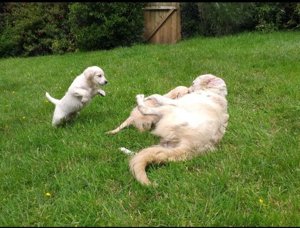 Golden Retriever Pups 