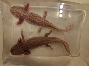 9 Axolotl 8 verschiedene Farbschläge 