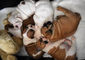 English  Bulldog Pups