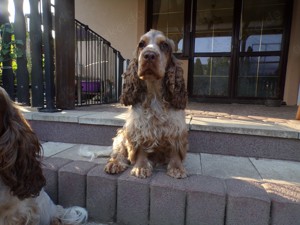 Cocker Spaniel Madchen in seltene Farbe Liver Roan 15 Monaten alt