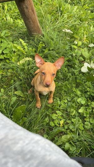 chihuahua& dobermann mix