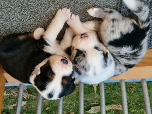 Australian shepherd 