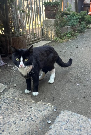 Deckkater Hauskater Hauskatze erfahren