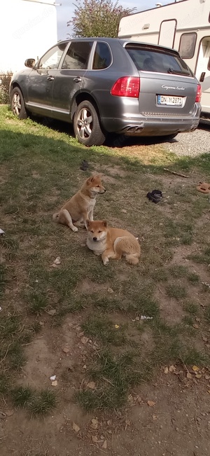 welpen süße shiba inu 