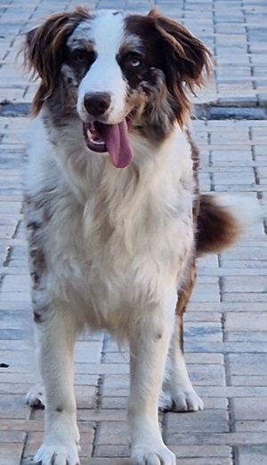 Australian shepherd 