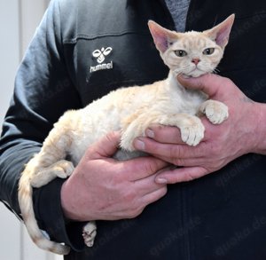 Devon Rex Mädchen ZABRINA    reinrassig mit Stammbaum