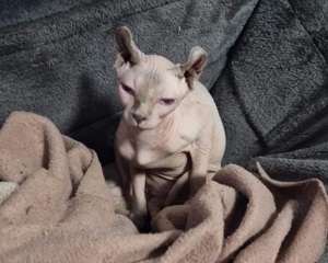 Sphynx (Elfe) sucht dringend neues zu Hause