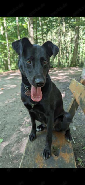 Unser hübsches und liebes Hundemädchen Ebby sucht ein neues Kuschelkörbchen