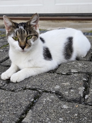 kleine zarte Katzendame 1,5 Jahre sucht liebes Zuhause