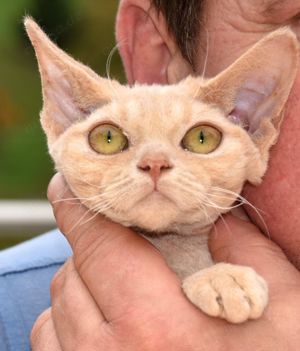 Devon Rex Mädchen ZABRINA    reinrassig mit Stammbaum