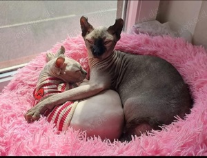 Sphynx (Elfe) sucht dringend neues zu Hause