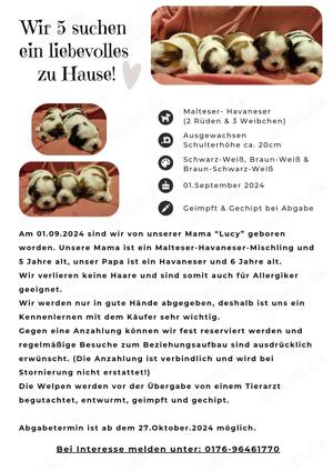 Wir suchen ein liebevolles Zuhause! Malteser-Havaneser-Welpen