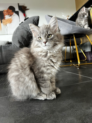 Zwei zuckersüße Maine Coon Mix Kitten