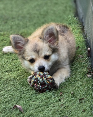 Pomchi Rüde möchte eine Familie 