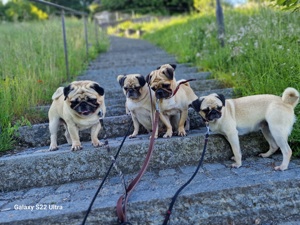 Gesunder Mops   Weibchen   Welpen